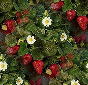 2g/150 Semi di fragola Fresca:Grani