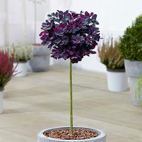 Cotinus Royal Purple Terrassenbaum | Rauchbaum Pflanzen für den Außenbereich, fertig in Töpfen für den Garten.