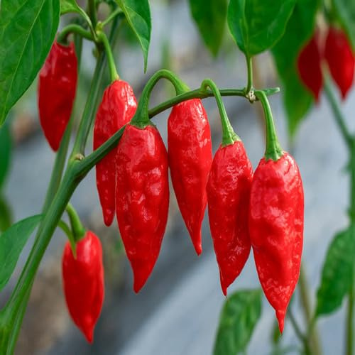 100 piezas de semillas de chile rojo Jolokia