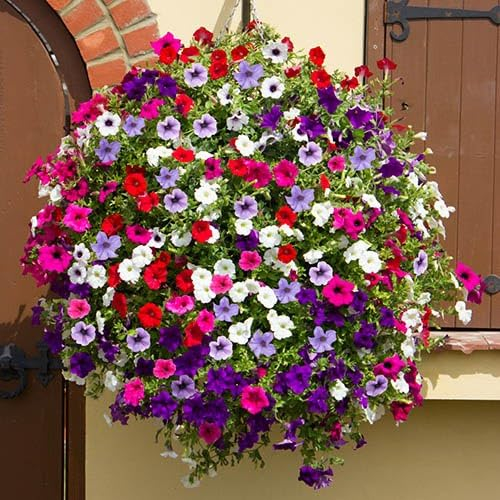 9X Established Trailing Petunia Surfinia Hanging Basket Plants. Pot Grown NOT Plugs. Ready for Planting.