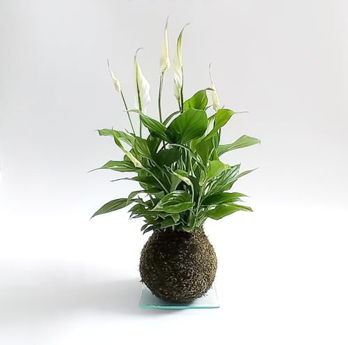 Kokedama Espatifilo | Kokedama Interior | Bola de Musgo | Planta Natural | Planta Interior | Decoración | Planta estilo Japonés