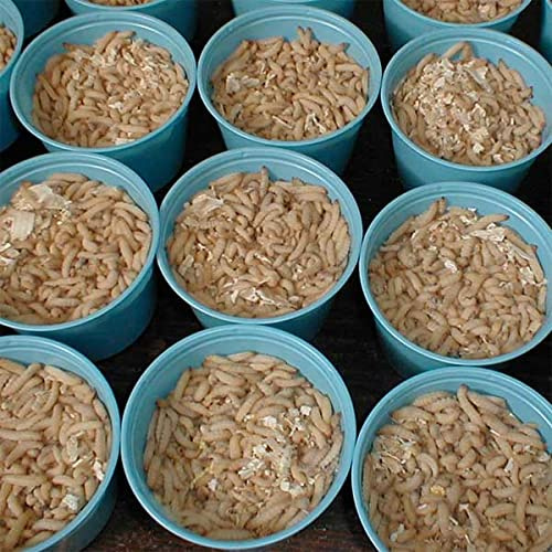 BITE ME WAXWORMS Wholesale 1000 Live Waxworms/Bee Moths Wholesale Best Bait for Fishing, Reptile Food, Zoos and Rehabs