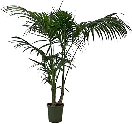 KENTIS - Howea Forsteriana Kentia - Palma - Piante da Interno Vere - Pianta Tropicale da Appartamento H 160-170 cm Vaso Ø 24 cm