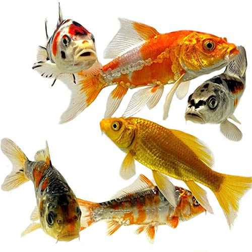Toledo Goldfish Live Butterfly and Standard Fin Koi Combo, Live Fish with a Variety of Colors and Patterns - Perfect for Ponds, Tanks, and Aquariums - 3-4 Inches, 4 Count
