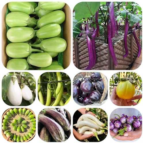 semillas de berenjena balcón Compre invierno orgánicas berenjena orgánicas camas elevadas jardín exóticas resistentes 300pcs