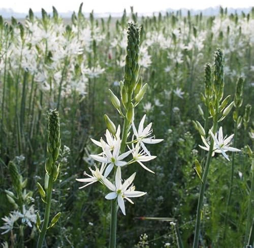 Natural Bulbs – Camassia Leichtlinii Sacajawea 15 ST - BIO - Blumenzwiebeln winterhart mehrjährig aus Holland – Perfekt für Bienen - Camassia Leichtlinii Sacajawea - Frühblüher Frühlingsblumen