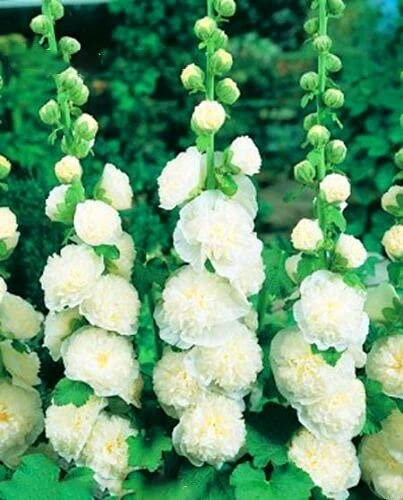 Buy4Seeds Hollyhock CHATERS White 80 Seeds Perennial Flower Easy to Grow