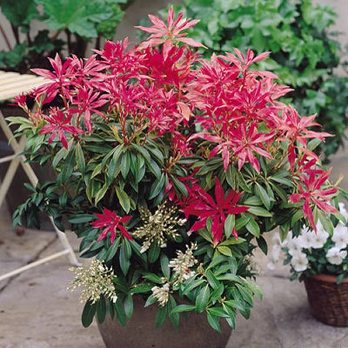 1 X PIERIS 'FOREST FLAME' IMMERGRÜNER STRAUCH ROBUSTE GARTENPFLANZE IM TOPF