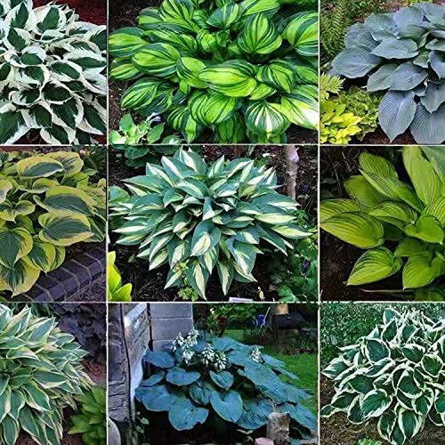 Hosta pianta Piante bulbi Piante erbacee perenni Pianta da esterno Rizoma Hosta Funkia-Rizoma Hosta Funkia-Hosta pianta Piante bulbi