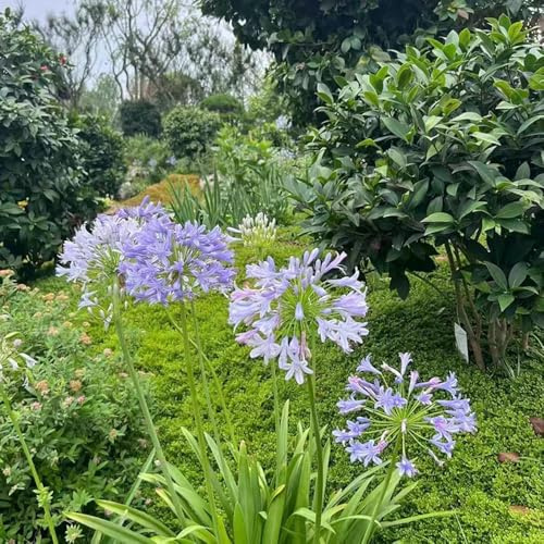 semillas resistentes de agapanthus, semillas de exóticas, pradera decoracion del jardín del prado jardín 120pcs
