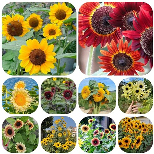 semillas de girasol, sombra girasol perenne resistentes al aire libre de jardín de rocas en resistentes 500pcs