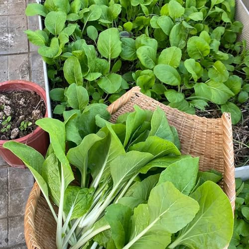 cavolo cinese, semi di pak choi, vecchie varietà di raro sostenibili semi vecchie varietà resistenti giardino sul balcone 350pcs