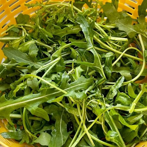 semillas de rúcula - rúcula Cultivo de trepadoras balcón invernadero trepadoras exóticas variedades antiguas y raras sostenibles semillas 160semillas