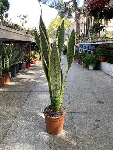 Sansevieria o Sanseveria, vaso 17 Cm - Pianta perenne