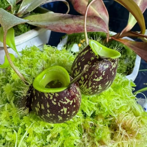 semi di nepenthes - rampicanti resistenti perenni giardino appartamento 150pcs