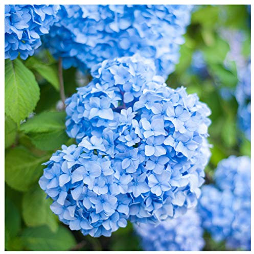 Hydrangea macrophylla 'Nikko Blue' in 2L Pot, Lovely Blue Flowers 3fatpigs®