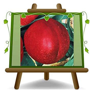 Pêches nectarines à la pulpe blanche Caldesi 2000 - Plante fruitière greffé sur pot 26 - arbre max 200 cm - 4 ans