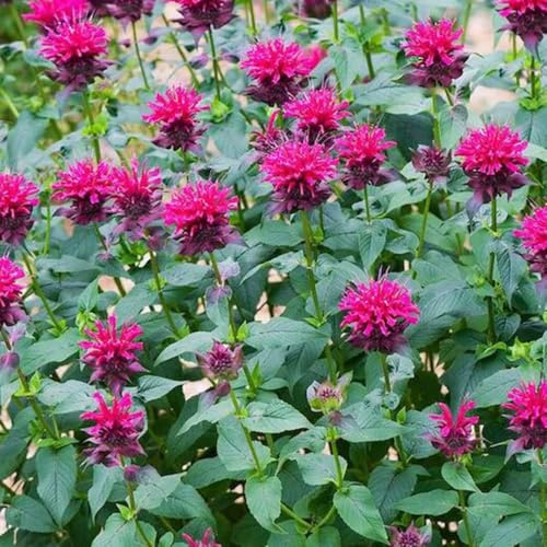 semi di melissa - decorative perenni resistenti da giardino 200pcs