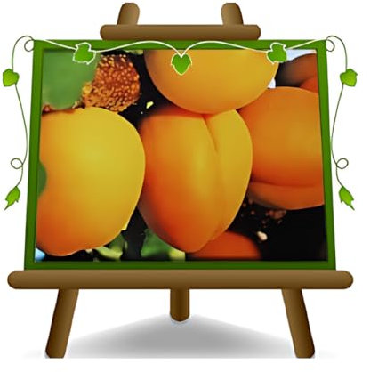 abricotier arbre de abricots perle plante fruitière sur un pot de 26 max 200 cm - 4 ans