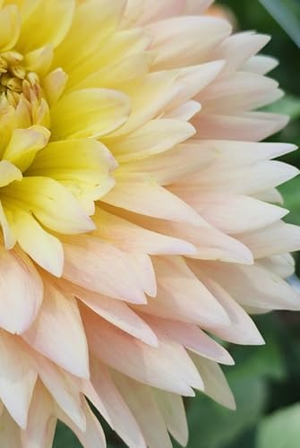 Ombre Dahlia Journal: Floral Notebook