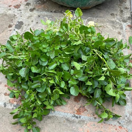 semillas de berro perenne - exterior resistentes de silvestres de interior Decoración 120pcs