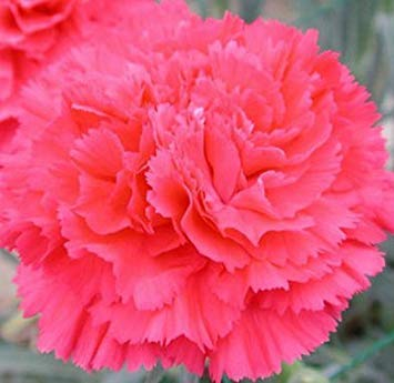 100 teile/beutel, nelkensamen, dianthus caryophyllus, topfpflanzen, pflanzjahreszeiten, blühende pflanzen
