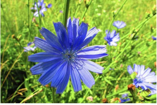 Wildflower Seeds Chicory - Cichorium intybus - Blue Wild Flower Easy to Grow 1500 Seeds