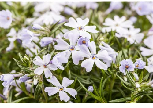 Teppich-Phlox oder Teppich-Flammenblume, weiß - Phlox subulata, im Topf 11 cm - 11 cm