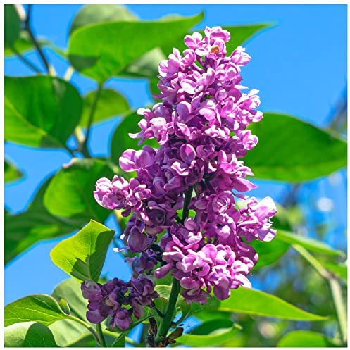 'Charles Joly' Syringa Vulgaris - Branched Lilac Tree 3ft Tall Shrub in a 2L Pot 3fatpigs