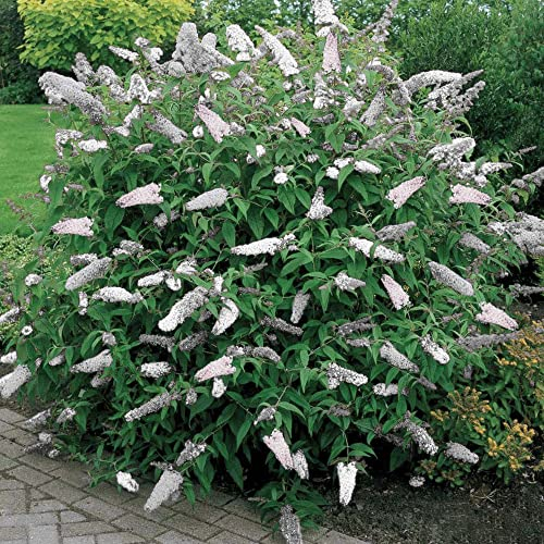 1 X BUDDLEIA DAVIDII WEISS PROFUSION SCHMETTERLINGSFLIEDER LAUBSTRAUCH GARTENPFLANZE IM TOPF