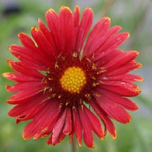 Semi Freschi - Gaillardia - Borgogna - 150 Semi:Grani