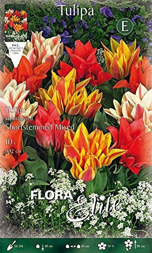 TULIPANO MULTIFIORI MIX DI COLORI CONFEZIONE DA 10 BULBI AUTUNNALI BULBS BULBES