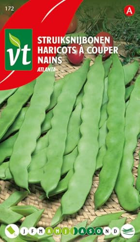 Haricots Atlanta Graines - Gousse large, de goût excellent et sans fils