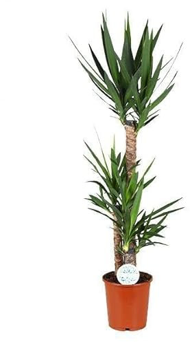 Yucca - 115-125cm - Ø24cm - Plante d'intérieur - Vert persistant