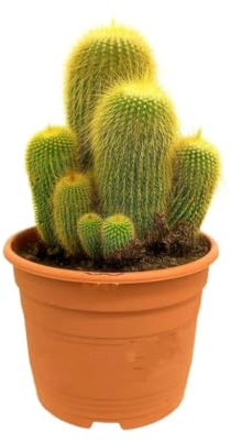 Garden Center Shop | Eriocactus Leninghausii M17 | Cactus Columnar con Espinas Doradas | Planta Exótica de Interior y Exterior | Flor Amarilla Llamativa | Fácil de Cuidar y Resistente