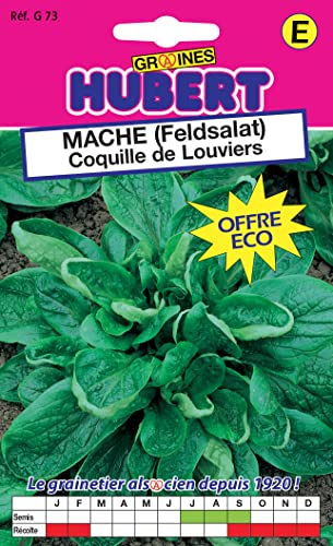 Graines de Mache (Feldsalat) Coquille de Louviers - 12 grammes