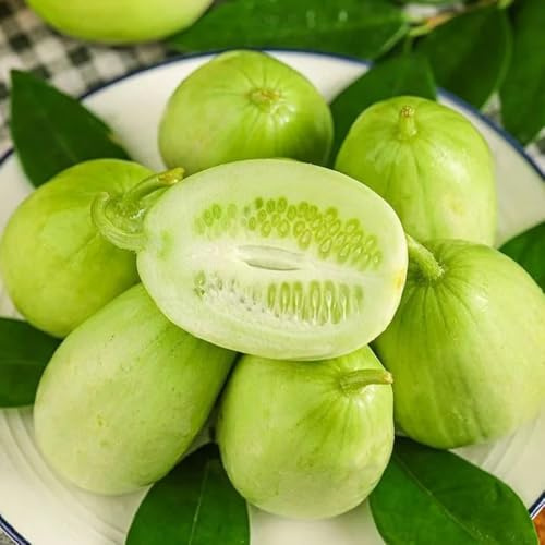 Semillas de pepino resistentes trepadora jardín balcón Semillas de variedades 50pcs