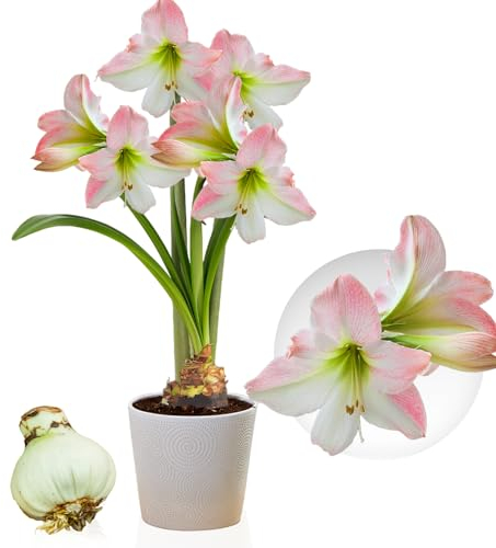 Amaryllis Apple Blossom bulbe, 1 pièce grand format 26/30, Exclusif, bulbes, plantes et fleurs de Hollande, Véritables Hippeastrum (pas de graines, cire et non artificiel)
