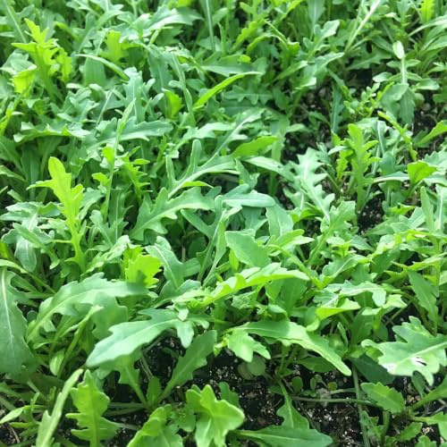 rucolasamen - bodendecker gartendeko draußen gartenpflanzen stauden winterhart mehrjährig winterharte kübelpflanzen seltene dekoration topfpflanzen indoor gewächshaus balkon deko 500pcs