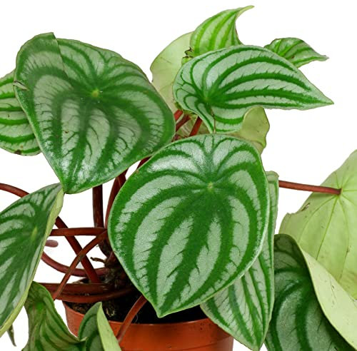 Planta Interior Natural Begonia Sandía o Peperomia Watermelon