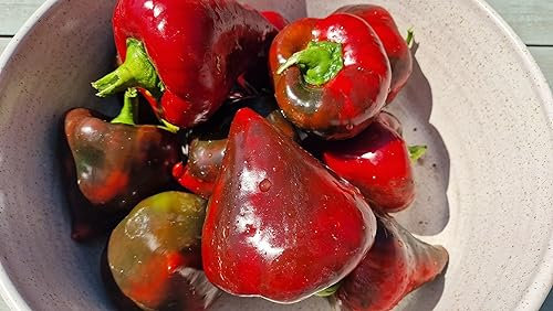 Lesya Sweet Pepper Seeds - 10 Fresh Lesya Sweet Pepper Seeds