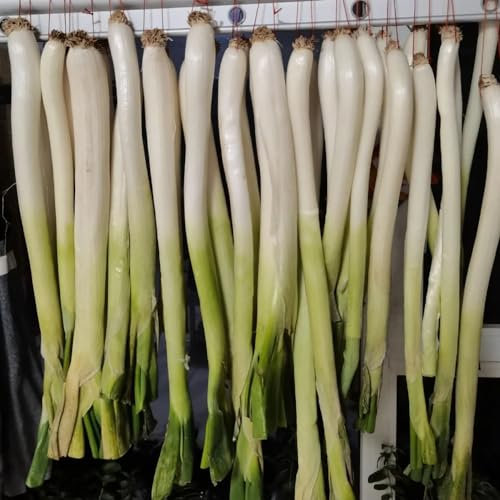 400 pcs porree samen winterhart gemüsesamen bio saatgut alte sorten (Allium porrum) bodendecker samen winterhart kräuter saatgut saatgut gemüse winterharte pflanzen für garten garten