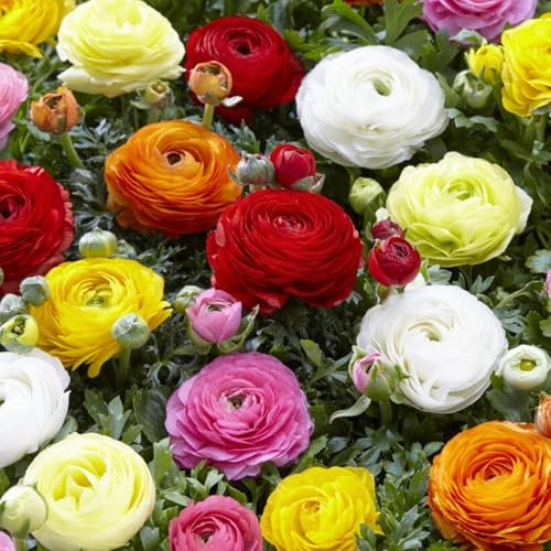 Carbeth Plants - 10 x Ranunculus Bulbs Corms Mixed Colours - Persian Buttercup Perennial Flower Spring Bulbs for Planting Outdoors - Cut Flowers - Grow in Beds, Borders and Patio Pots