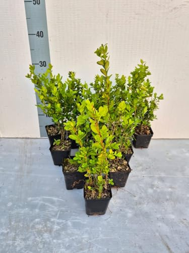 10 Piante di Buxus 'Faulkner', Bosso Sempreverde Ornamentale per Siepi e Giardini in vaso 7 cm - Foto Reali - Vivai Giulian Giovani Piante