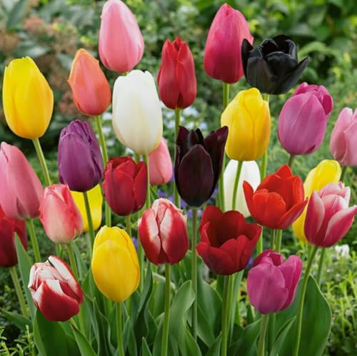 10PCS Colored Tulip Bulbs for Fall Planting Tulip Tulipa Bulbs Garden Flower Bulbs Easy to Grow-12+cm
