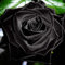 TOYHEART 100 Piezas De Semillas De Flores Premium, Semillas De Rosas, Semillas De Rosas Negras Ligeras Y Rústicas, Llamativas, Para Balcón Negro