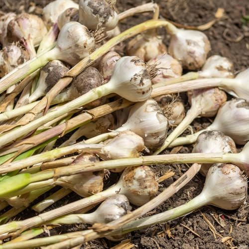 150 Pcs Knoblauch Samen Kaufen - Winterknoblauch Pflanzknoblauch Samen, Kräuter Samen Mehrjährig, Gemüse Frisch Knoblauch Samen, Samen Alte Sorten, Bio Saatgut Gemüse Gewächshaus Balkon,