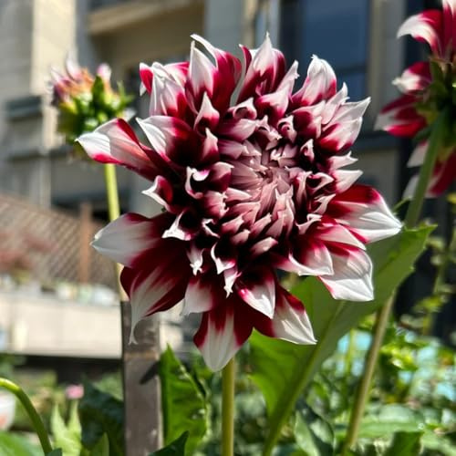 dalia bulbi perenni decorazione del balcone resistenti giardino giardino interno dalia decorativo resistenti del balcone selvaggio 12pcs