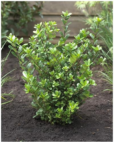 Stauden Gänge 10 x Ilex crenata 'Caroline Upright' Japanische Stechpalme