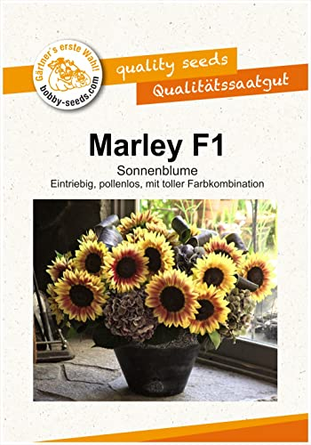 Blumensamen Marley F1 Sonnenblume Portion